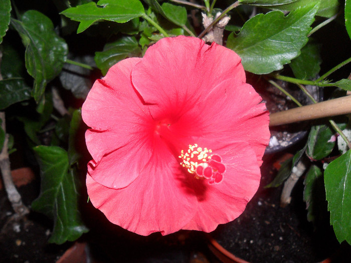 Hibiscus Helene