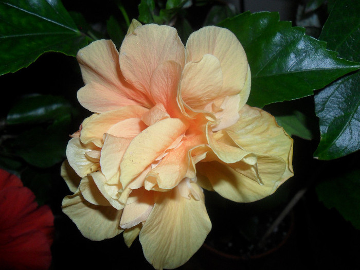 Hibiscus Clasic Yelow