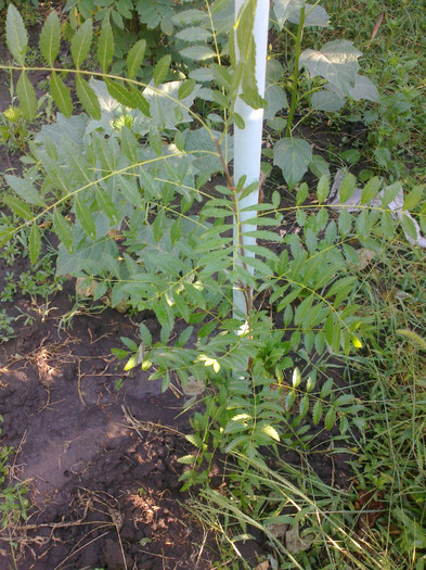 xanthoceras sorbifolium- Claudia - arbori ornamentali 2012