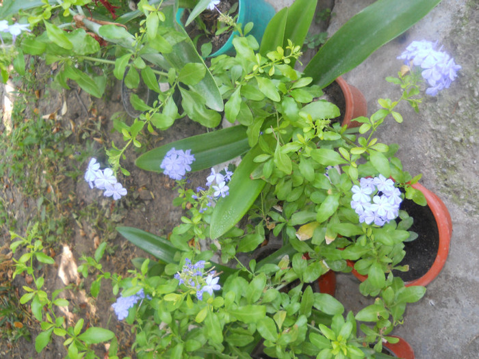 DSCN3088