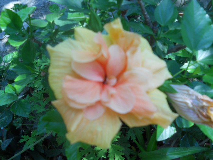 DSCN3095