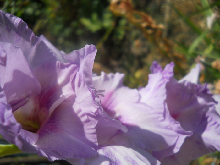 DSCN3106