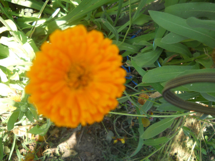 DSCN3119 - A20 VARA 2012