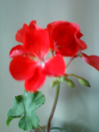 26 iulie 2012-flori 042