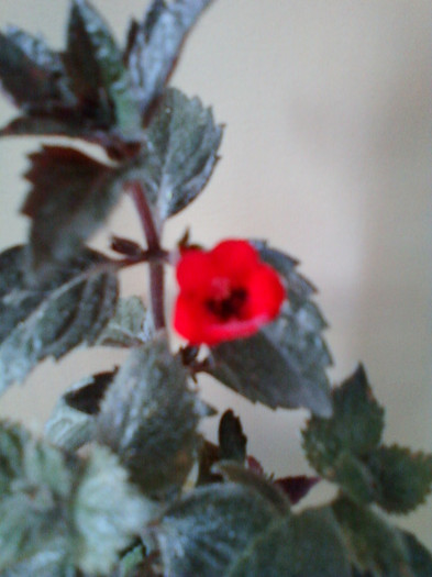 achi red elf - achimenes