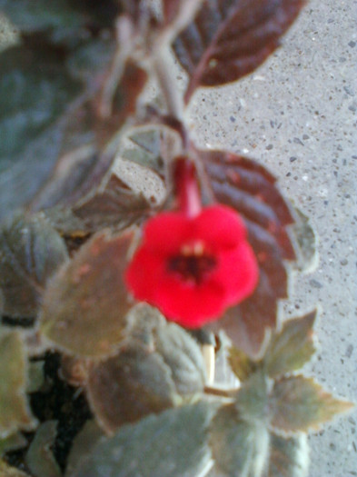 26 iulie 2012-flori 021 - achimenes