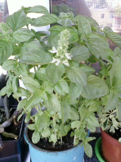 busuioc pt mr.ernie... - ardei iuti si plante aromatice