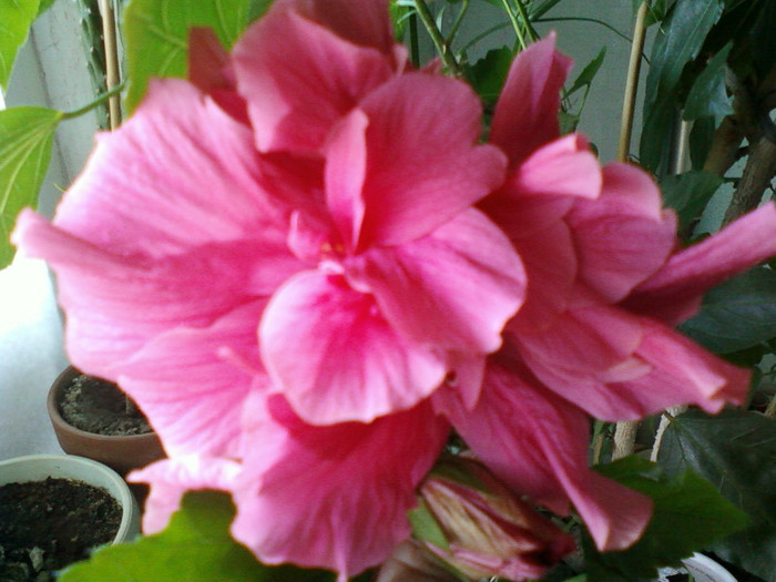 26 iulie 2012-flori 010 - hibiscus
