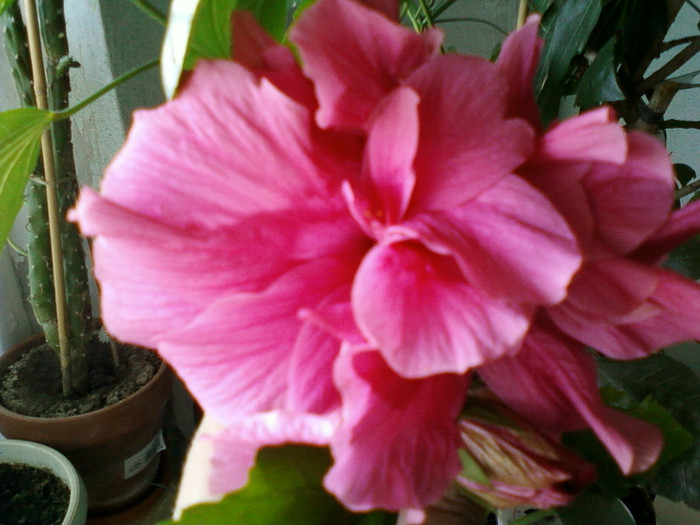 hibi ciclam batut - hibiscus