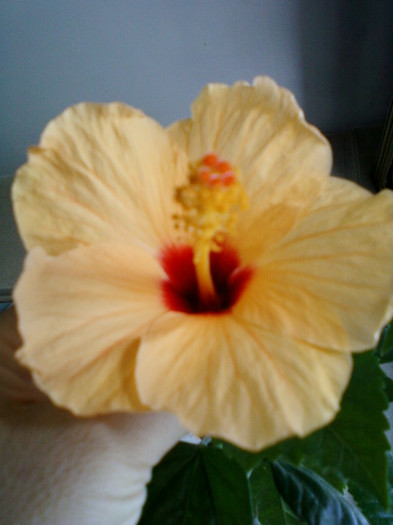 26 iulie 2012-flori 015 - hibiscus