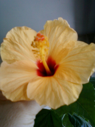 hibi port cu ochi rosu - hibiscus
