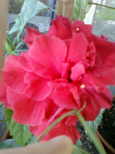 hibi rosu batut - hibiscus