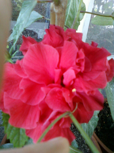 26 iulie 2012-flori 027 - hibiscus