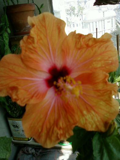 26 iulie 2012-flori 022 - hibiscus