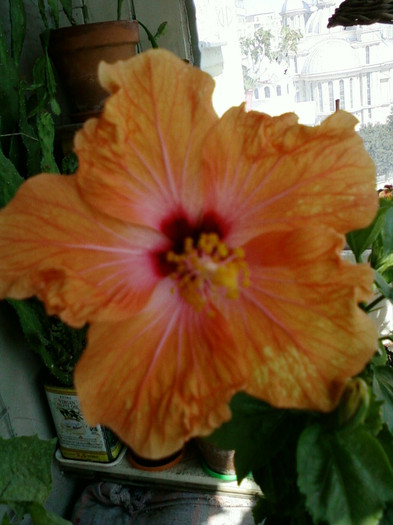 26 iulie 2012-flori 025 - hibiscus