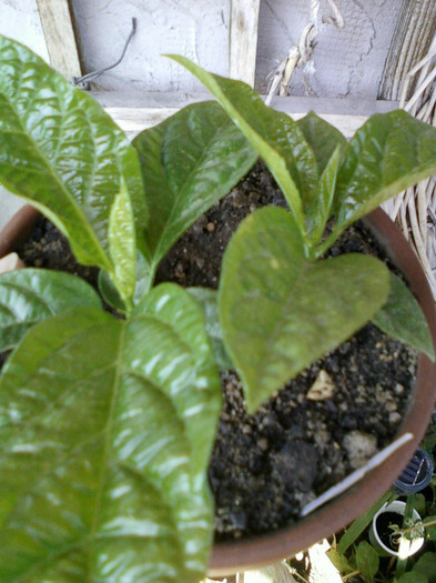 26 iulie 2012-flori 033 - passiflora edulis