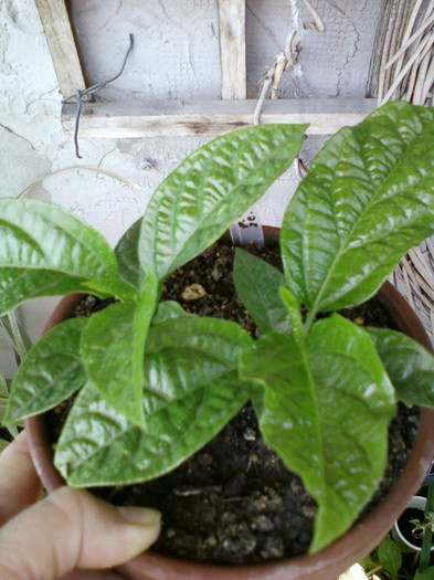 26 iulie 2012-flori 036 - passiflora edulis