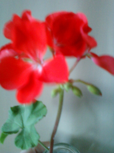 26 iulie 2012-flori 045 - muscate