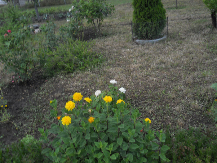 DSCN5727 - Iulie 2012