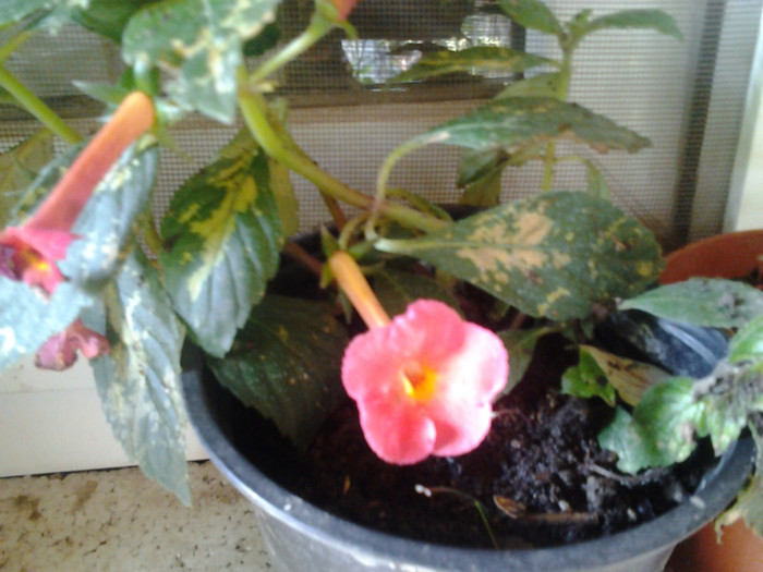 2012-07-26 09.33.26 - achimenes