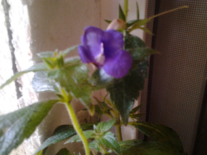 2012-07-26 09.33.36 - achimenes