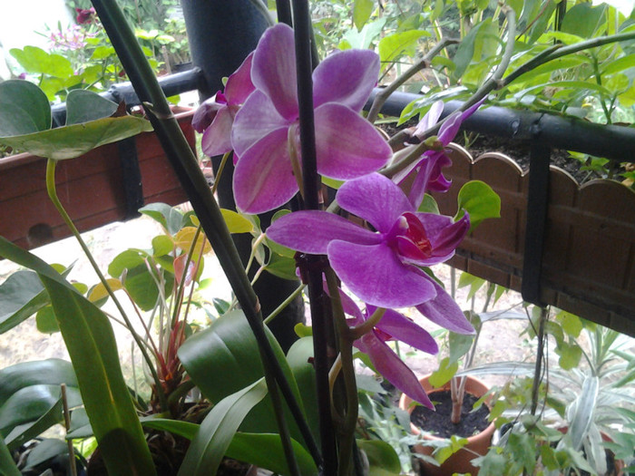 2012-07-24 12.05.41 - orhidee