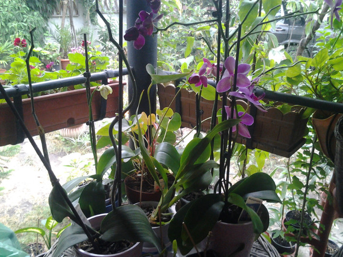 2012-07-24 12.06.09 - orhidee