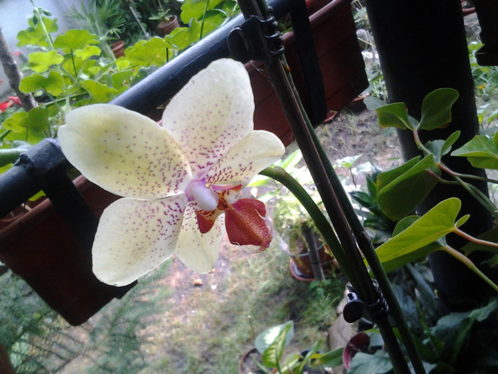 2012-07-26 09.34.09 - orhidee