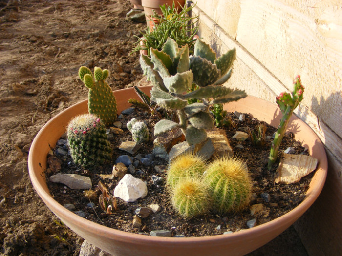 06837 - cactusi 2012