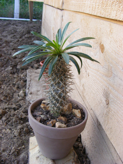 064 - cactusi 2012