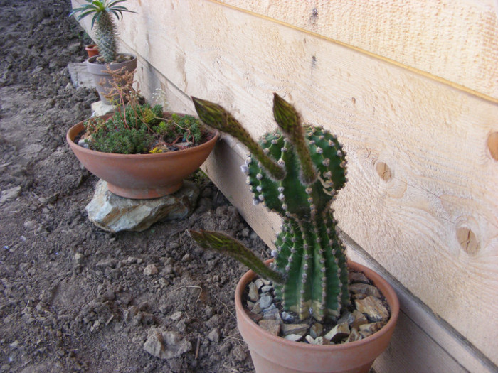 066 - cactusi 2012