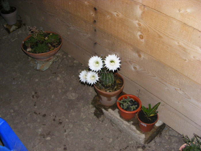 076 - cactusi 2012