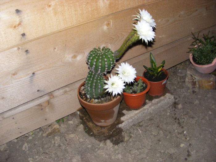 077 - cactusi 2012