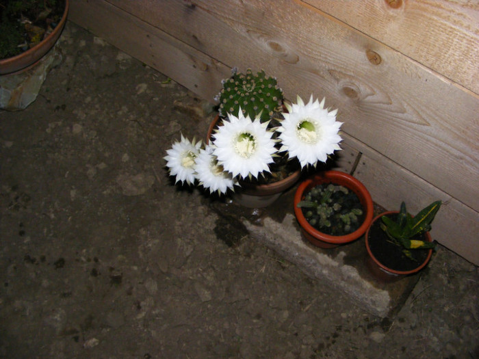 079 - cactusi 2012