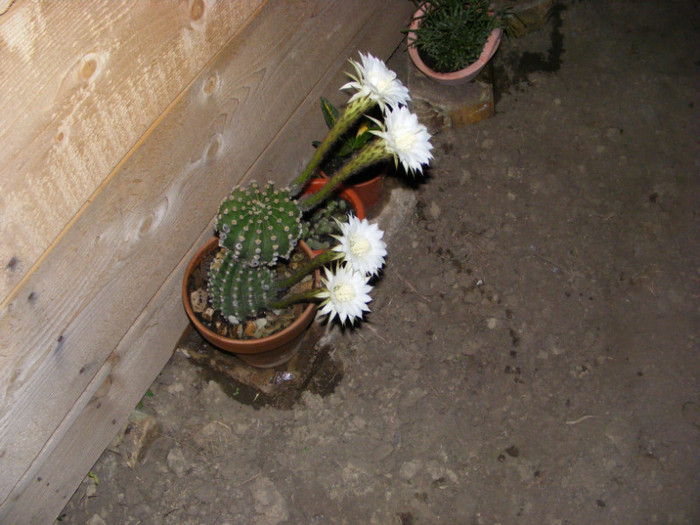 080 - cactusi 2012