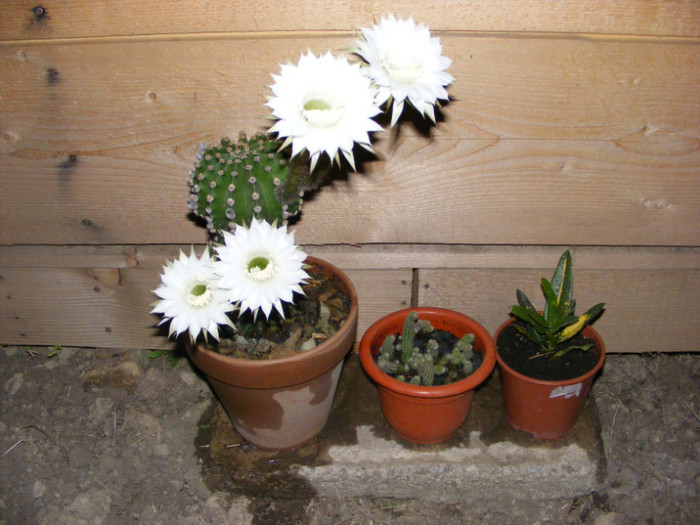 081 - cactusi 2012