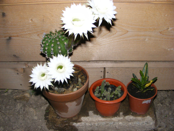 082 - cactusi 2012