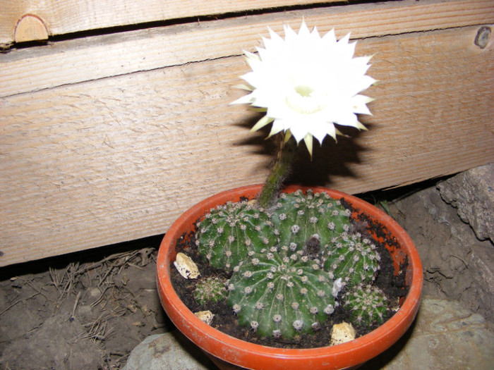 099 - cactusi 2012