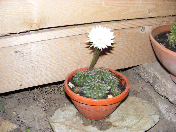 100 - cactusi 2012
