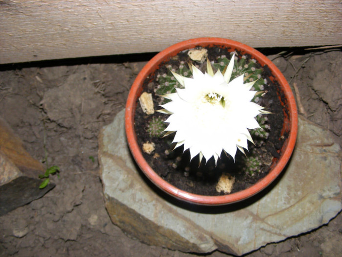 101 - cactusi 2012