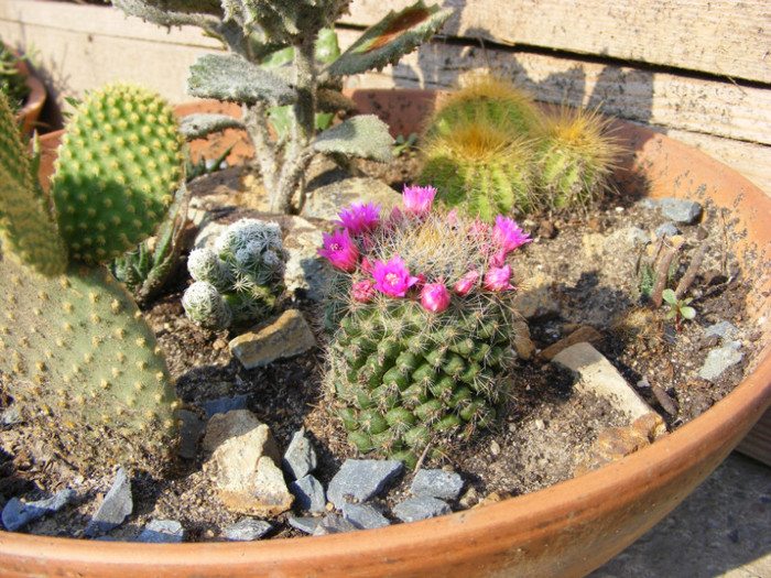 183 - cactusi 2012