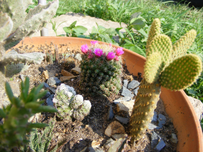 184 - cactusi 2012