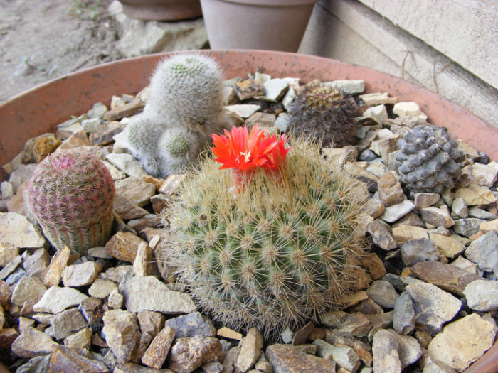 231 - cactusi 2012