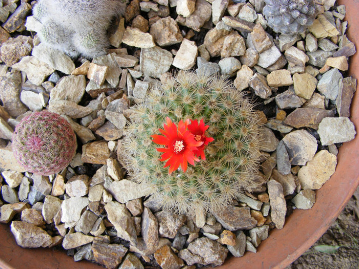 parodia penicilata - cactusi 2012