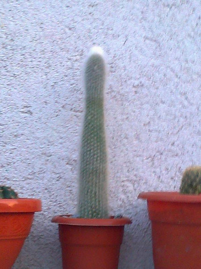 Fotografie0597 - cactusi 2012