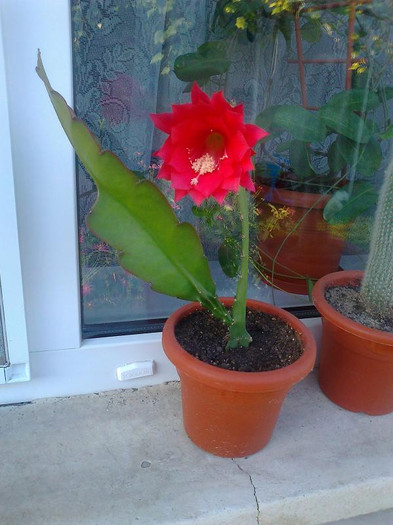 epiphyllum