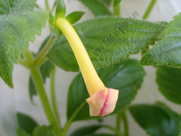 Achimenes Hugues Aufray - ACHIMENES II