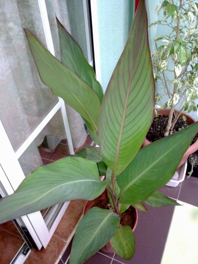 260720123118 - florile din balcon