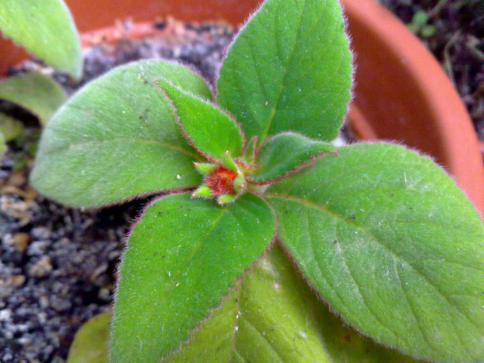 kohleria suferind de caldura