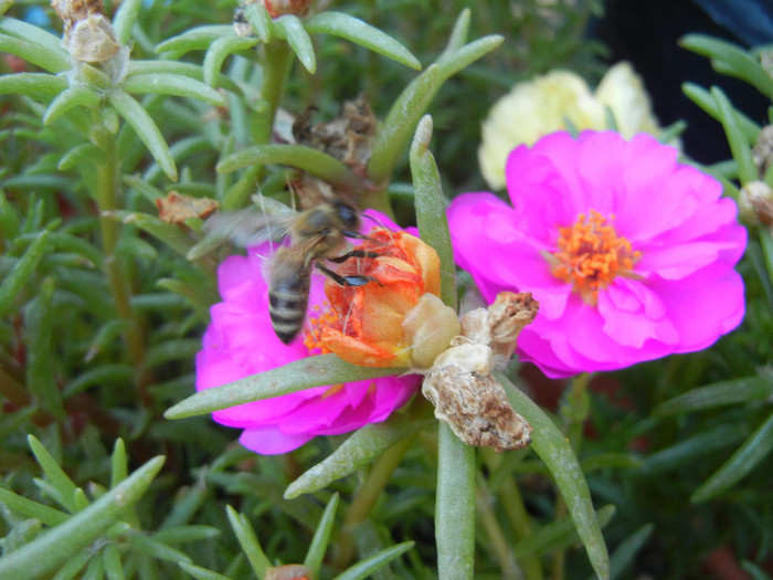 Bee on Portulaca (2012, July 25)